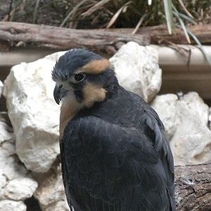 Aplomado Falcon