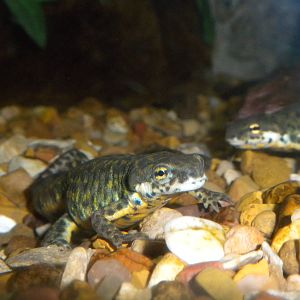 Black-spotted Newt