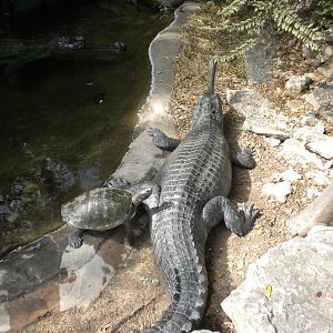 Gharial