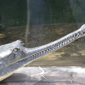 Gharial