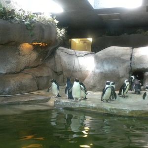 African and Rockhopper Penguins