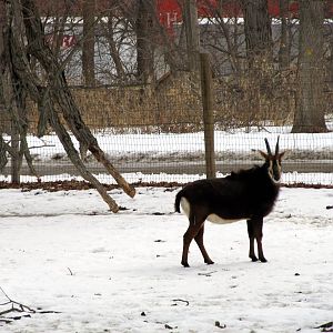 Sable Antelope