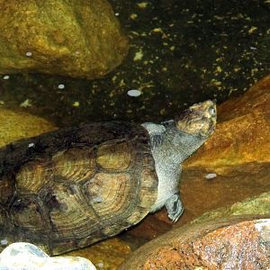 Madagascar Big-headed Turtle