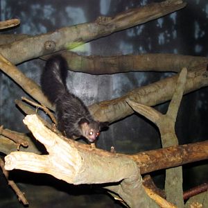 Aye-aye