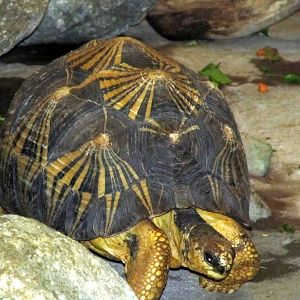 Radiated Tortoise