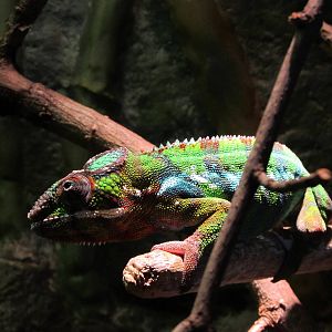 Panther Chameleon