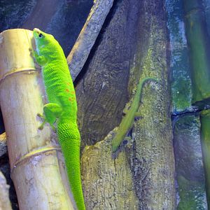 Giant Day Gecko