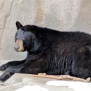 American Black Bear