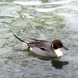 Northern Pintail
