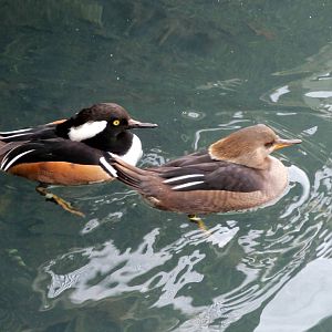 Hooded Mergansers