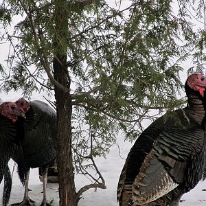 Wild Turkeys