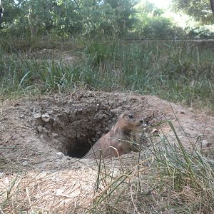 Prairie Dog
