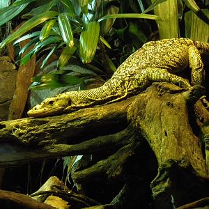 Quince Monitor
