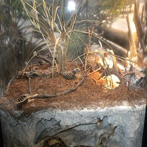 Lousiana Pine Snake