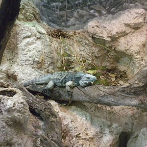 Grand Cayman Blue Iguana
