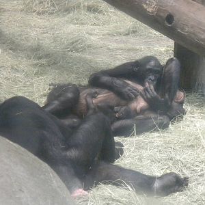 Baby Bonobo