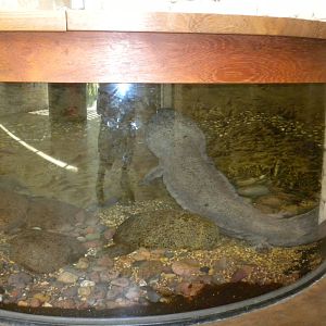 Chinese Giant Salamander