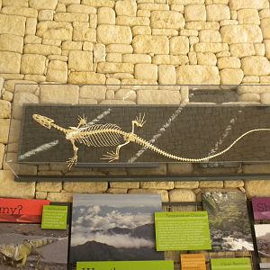 Varanus skeleton