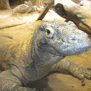 Komodo Dragon