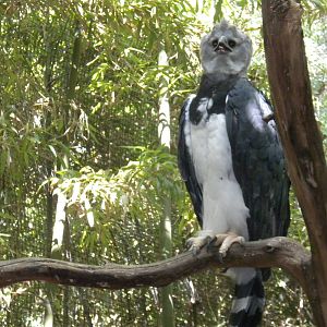 Harpy Eagle