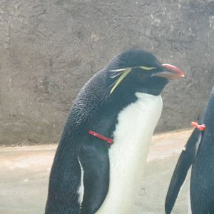 Rockhopper Penguin