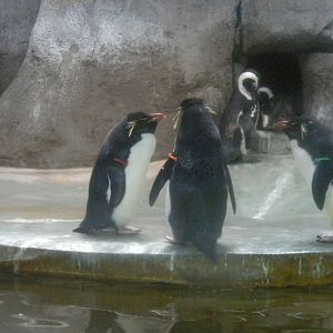 Rockhopper and African Penguins