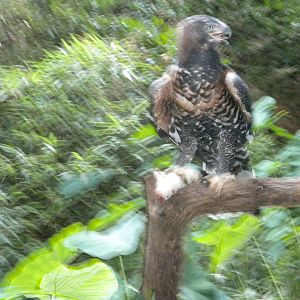 African Crowned Eagle