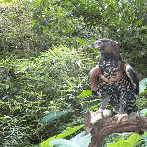 African Crowned Eagle