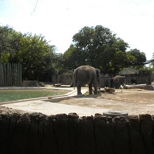 Asian Elephants