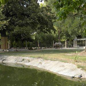 Southern Black Rhino