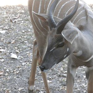 Lesser Kudu