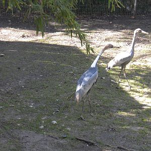 White-naped Crane