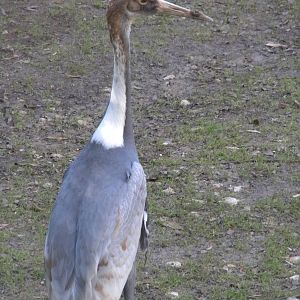 White-naped Crane