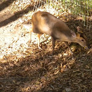 Reeve's Muntjac