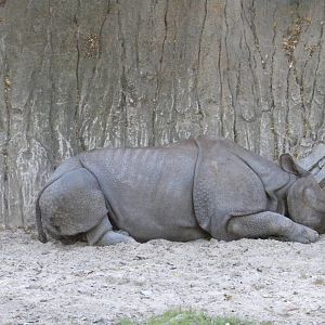 Indian Rhino