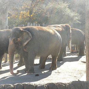 Bull and Cow Asian Elephants