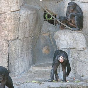 Baby Bonobo
