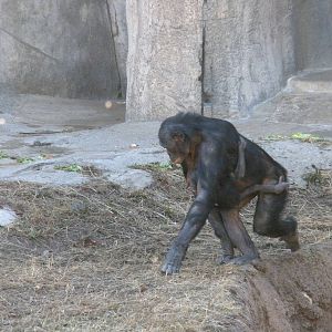 Baby Bonobo