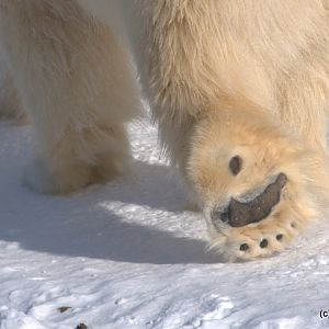 Winter at the Toronto Zoo 2011