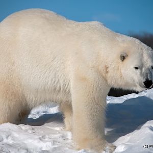 Winter at the Toronto Zoo 2011