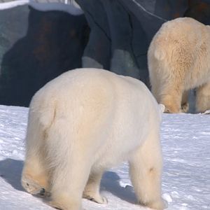 Winter at the Toronto Zoo 2011
