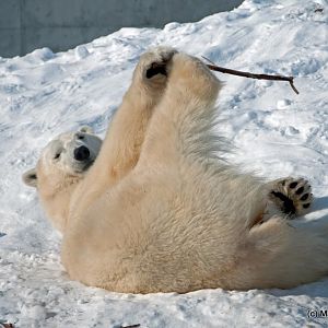 Winter at the Toronto Zoo 2011