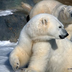 Winter at the Toronto Zoo 2011