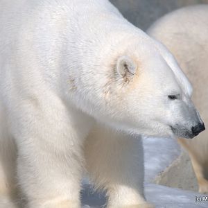 Winter at the Toronto Zoo 2011