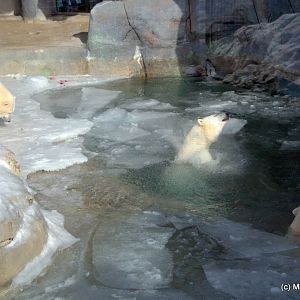 Winter at the Toronto Zoo 2011