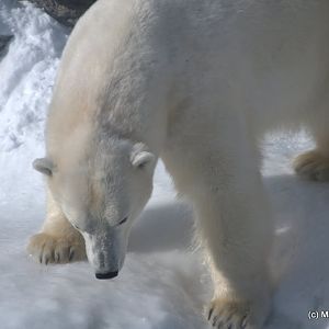 Winter at the Toronto Zoo 2011