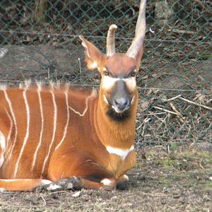 Eastern Bongo at Blackpool Zoo 2011.