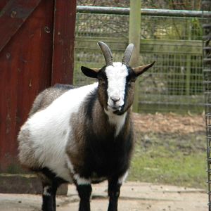 African Pymgy Goat at Blackpool Zoo 2011.