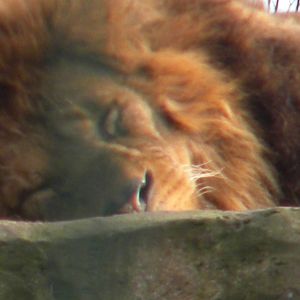 African Lion Wallace at Blackpool Zoo 2011.