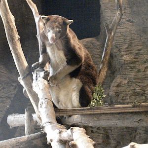 Tree Kangaroo